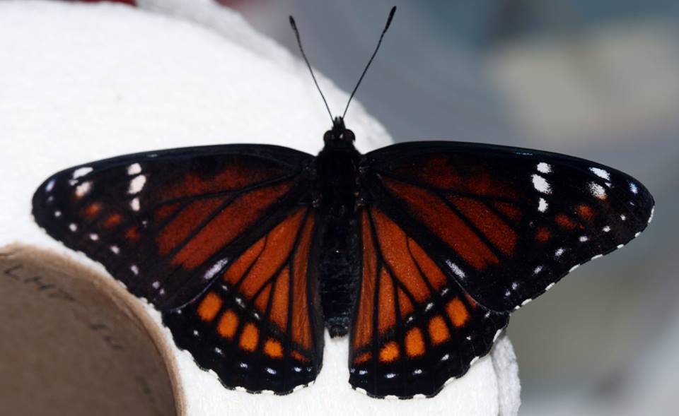 Limenitis archippus (hybrid with Limenitis weidemeyeri) (Internet Image property of respective owner, non-commercial use only)